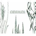 × Tritordeum martinii A. Pujadas (Poaceae) nothosp. nov. × Tritordeum martinii A. Pujadas (Poaceae) nothosp. nov. 