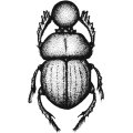 Nota sobre Euryopis spinifera (Mello Leitao, 1944) (Araneae, Theridiidae) 